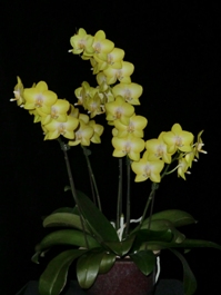 Phalaenopsis Phoenix Sun Yellow Beauty CCM/AOS 84 pts.